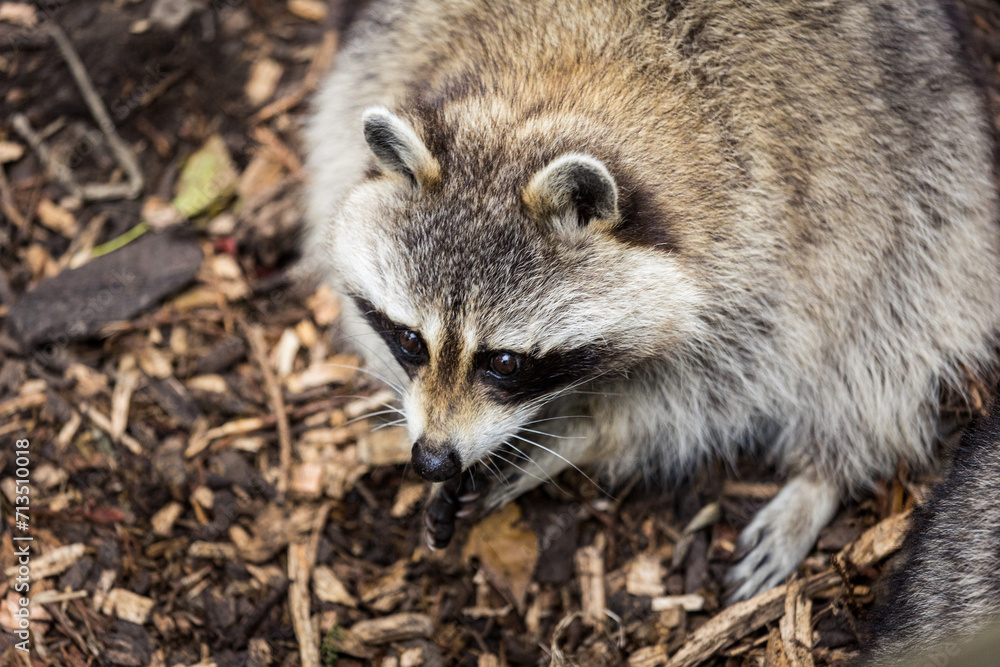 Fototapeta premium raccoon on the ground