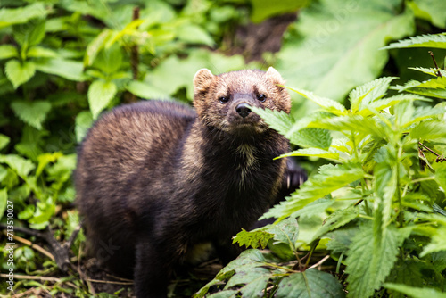 ferret in the wild