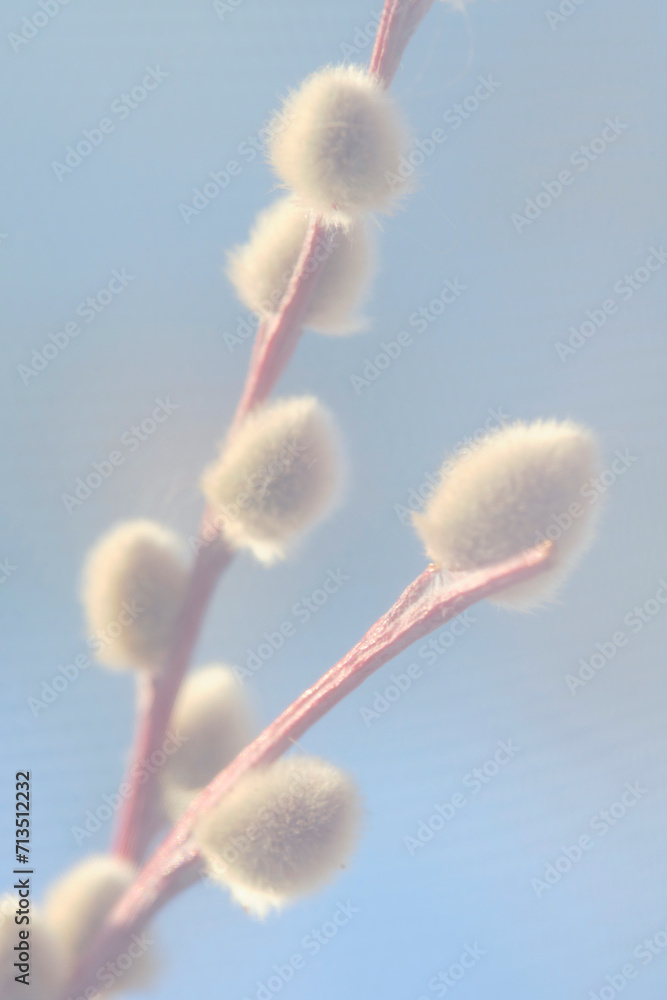 Fototapeta premium Willow twig blue sky background sunny day.