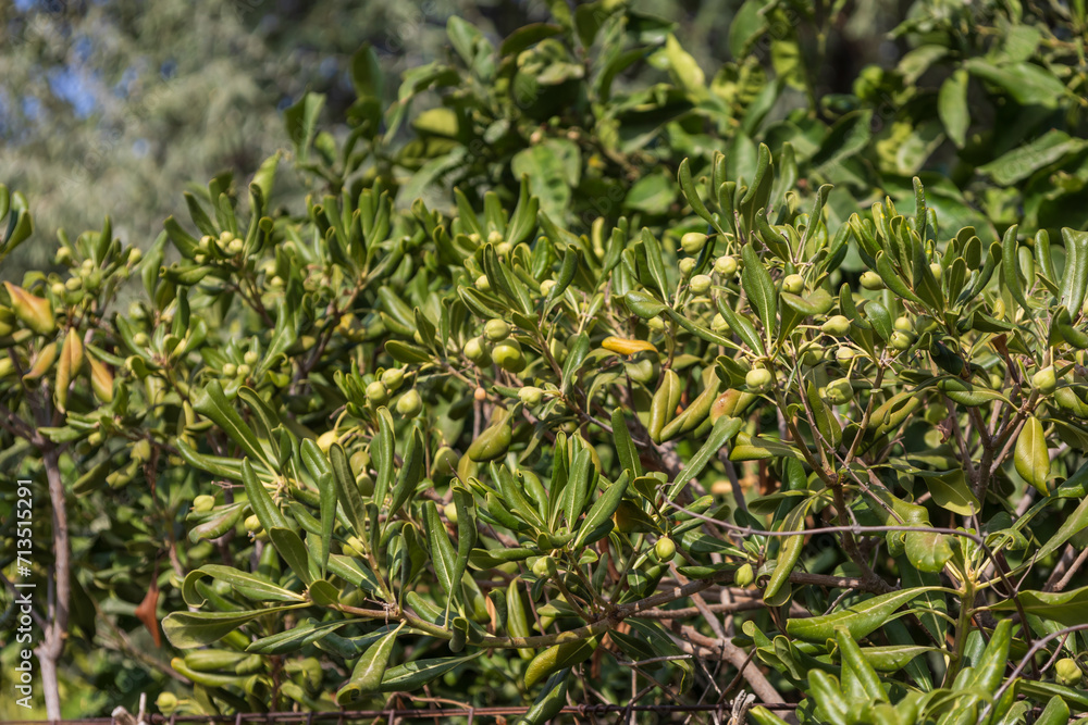 A shrub with green leaves and small green berries.