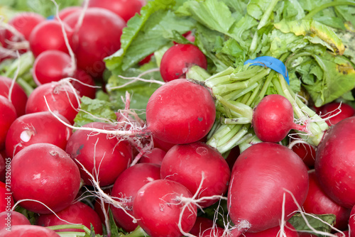 Close up on bunches of large red ripe radishes piled together for sale at Farmers Market.