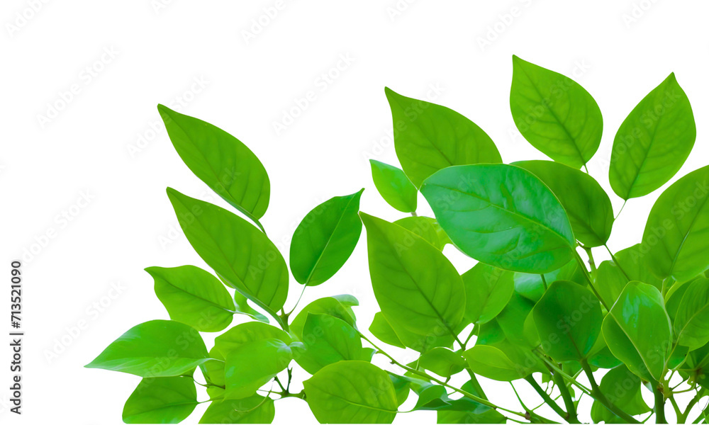 Fresh green leaves branches isolated on white Fresh green leaves branches isolated on white
