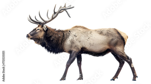Majestic Bull Elk Walking With Large Antlers Against a White Background
