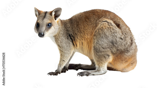 Close-up of a Small Animal on White Background
