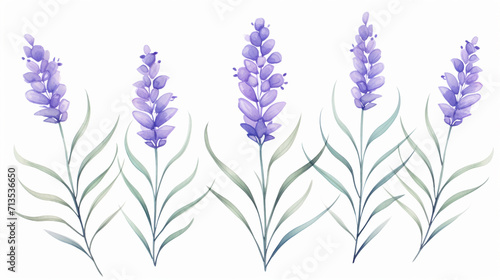 Lavender  cartoon drawing  Water color style  AI Generated