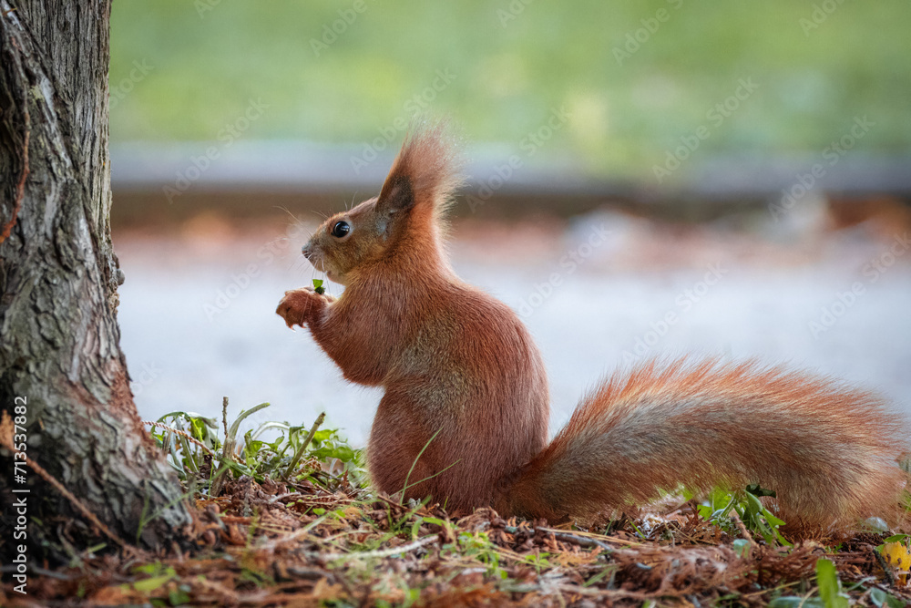A red squirrel sits on the ground near the tree trunk and eats a dandelion leaf on a cloudy fall day. A red squirrel sits on the ground near the tree trunk and eats a dandelion leaf on a cloudy fall day.