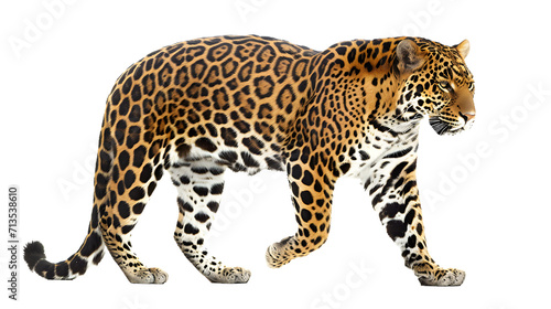 Majestic Leopard Striding Across a Blank White Canvas