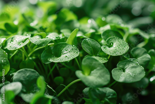 Water droplets glisten on a bunch of green plants. Ideal for nature-themed designs and concepts