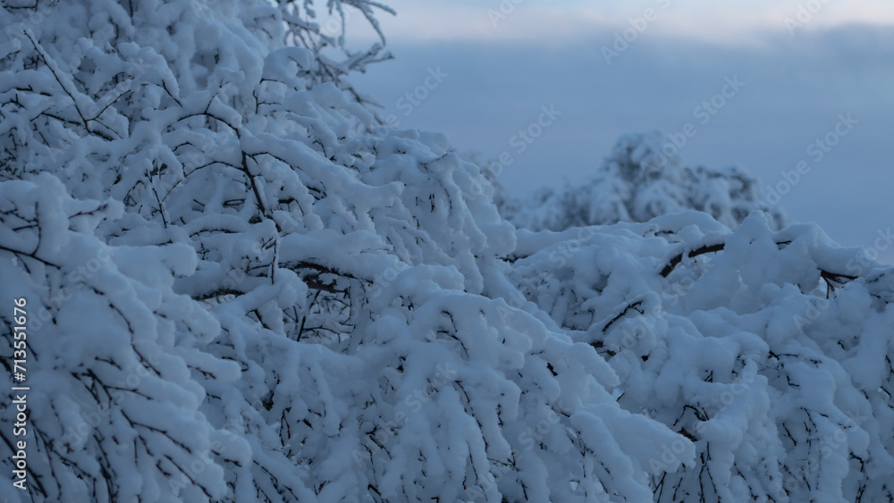 snow covered tree