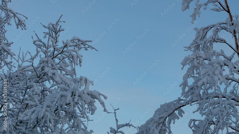 snow covered trees branches