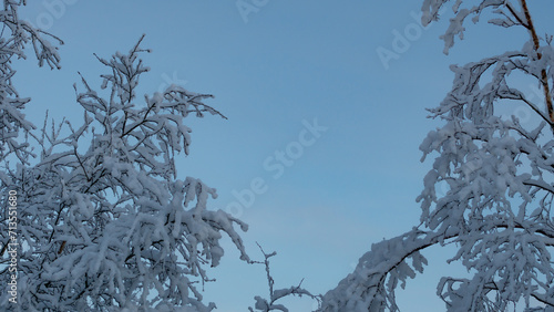 Obraz na płótnie snow covered trees branches w salonie