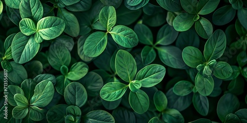 Green plant leaves background, top view. Nature spring concept