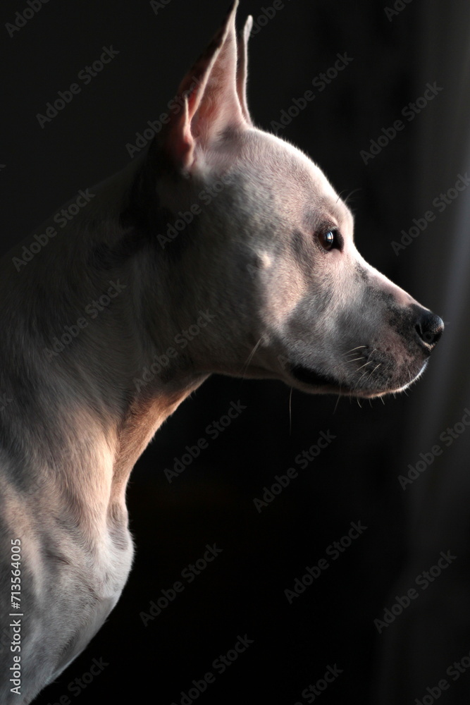 Profil dog