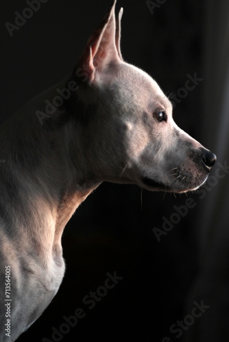 Profil dog © Anne