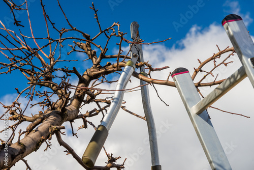 narzędzia do wiosennego przycinania drzew owocowych © piotr