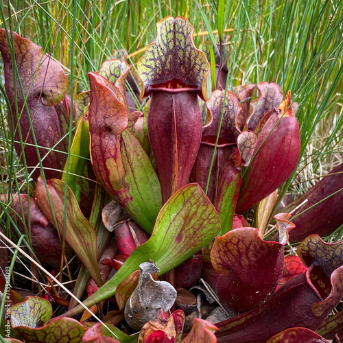 Pitcher Plant in Gros Morne National Park, a Canadian national park and World Heritage Site in Newfoundland. Official flower of Newfoundland and Labrador, carnivorous plants thrives in poor soil.  photo