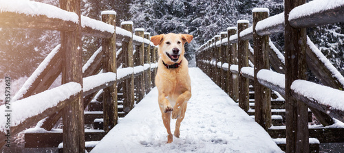 Golden Retriever running outside in the snow. Brohm Lake, near Squamish photo