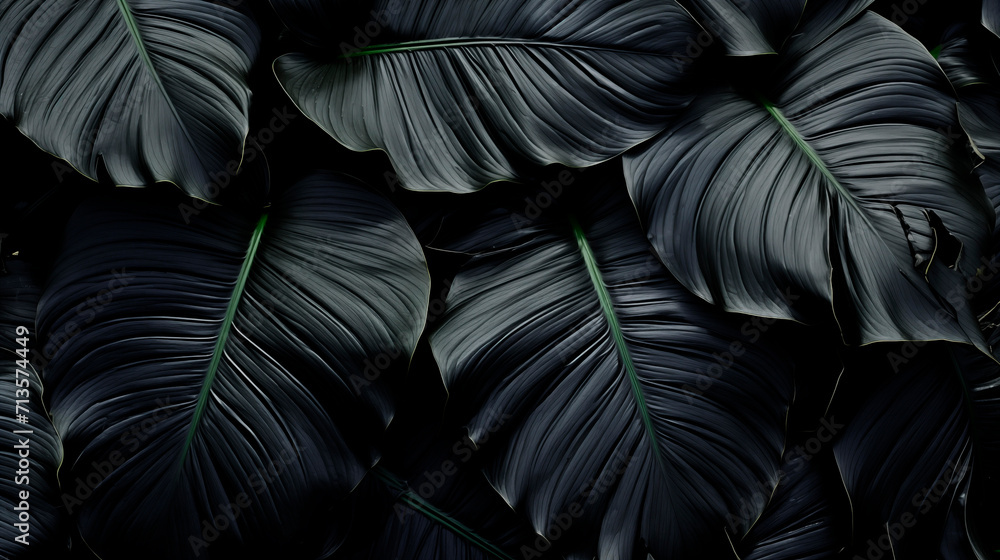 Obraz premium Hojas de plantas con tonalidades oscuras para utilizar como fondo de pantalla