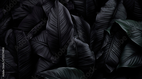 Hojas de plantas con tonalidades oscuras para utilizar como fondo de pantalla photo