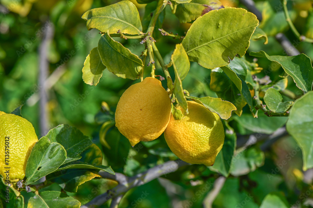 juicy lemons on a tree branch in the Mediterranean 20