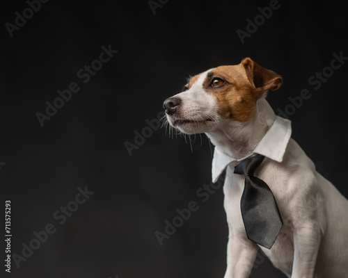 Jack Russell Terrier dog in a tie on a black background. Copy space. 