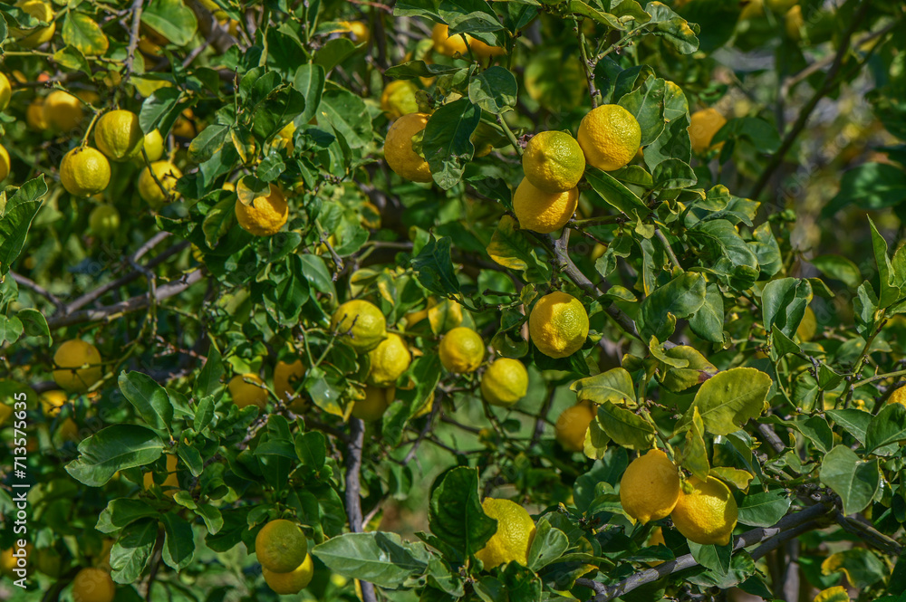 juicy lemons on a tree branch in the Mediterranean 21 juicy lemons on a tree branch in the Mediterranean 21