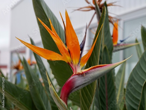 Flowering of crane flower, bird of paradise, or isigude (Strelitzia reginae), Spain