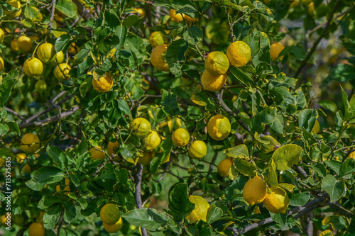 juicy lemons on a tree branch in the Mediterranean 21