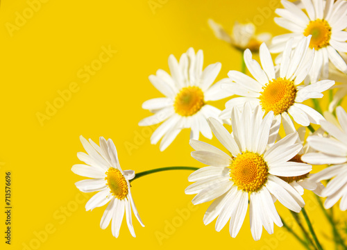 Spring or summer background with Chamomiles on yellow background with copy space for text  Chamomiles  white flowers with yellow heart.