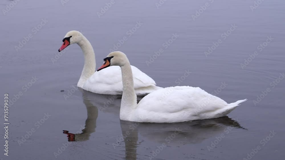 Swans swim on a frozen lake in winter during sunset in spring, beautiful white swans feed during sunset on the lake Swans swim on a frozen lake in winter during sunset in spring, beautiful white swans feed during sunset on the lake