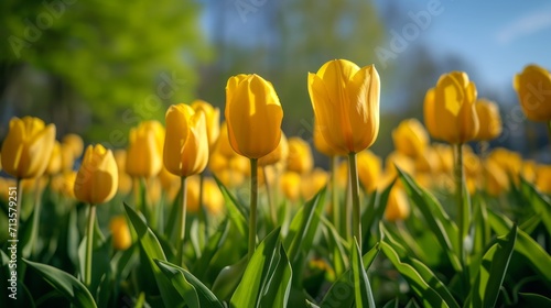 bunch of yellow tulips in the garden, field, close up, spring, summer, love, 