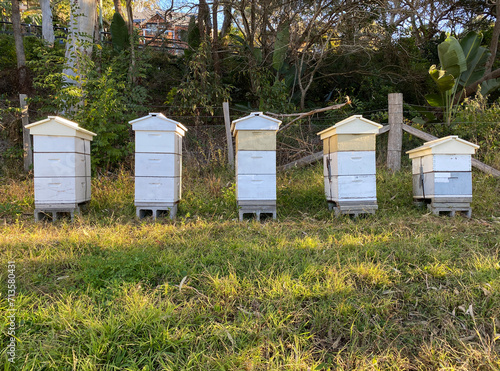 Bee hives in the field. Honeybee colonies in the countryside. Apiaries in the garden.