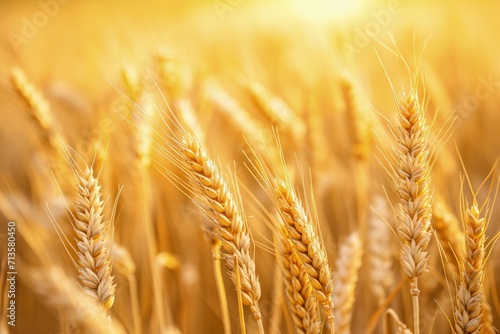 Close-Up of Wheat Field