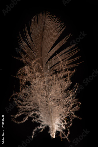 Feather, a beautiful bird feather on black background, selective focus.