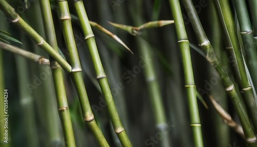 green bamboo branchs background 