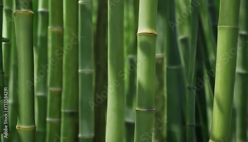 green bamboo forest macro