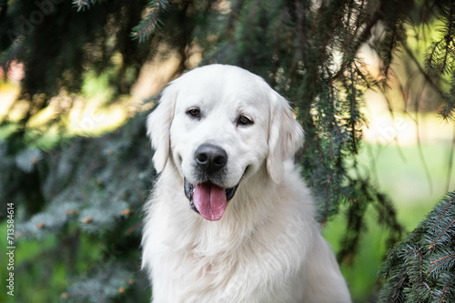 Cute golden retriever portrait of the fir branch © Кристина Чижмар