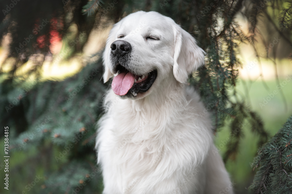 Portrait of an adorable golden retriever dog Portrait of an adorable golden retriever dog
