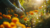 Um jardim sereno envolto nas suaves tonalidades da luz da manhã que lança um brilho dourado sobre as pétalas orvalhadas das flores em flor