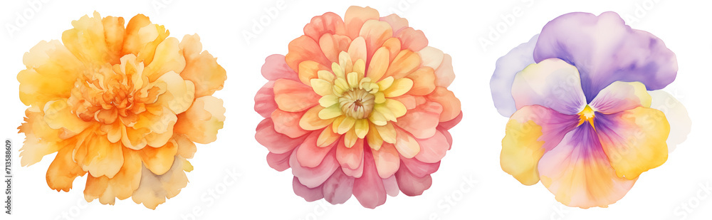 Set of flowers, watercolor style illustration isolated on transparent background.
