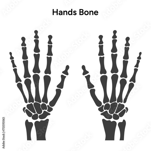 Human hands bone