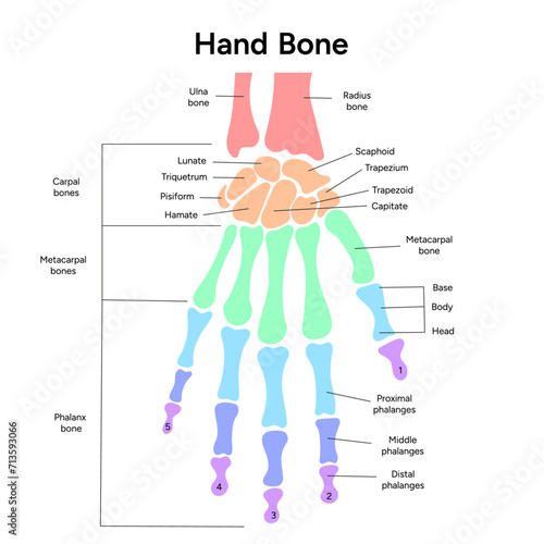 Human hand bone medical infographic photo