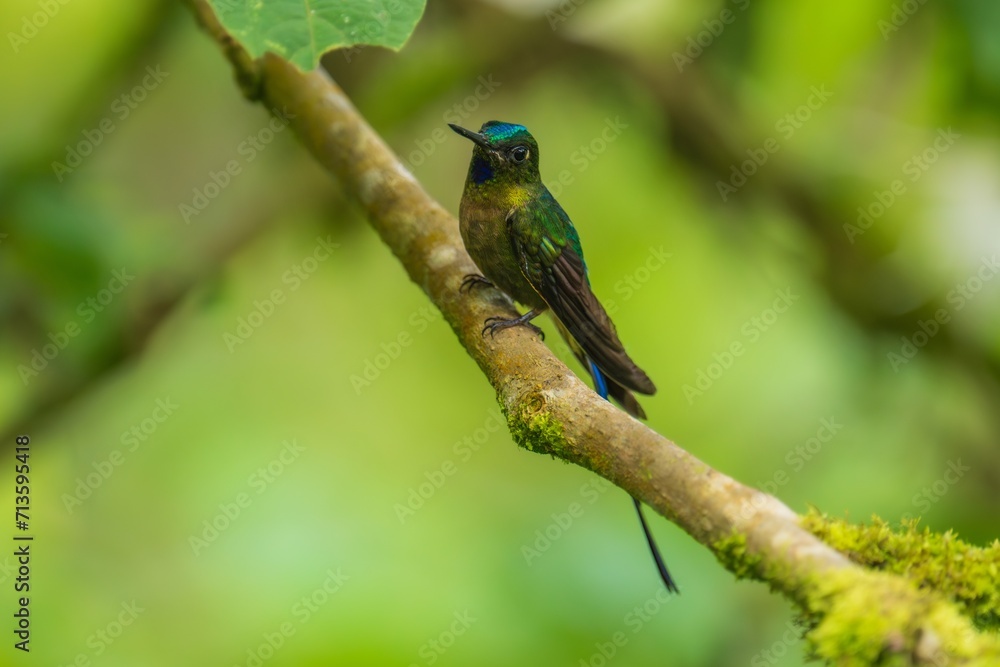 Violet-tailed Sylph - Aglaiocercus coelestis, beautiful long tailed hummingbird of South America, Mindo, Ecuador
