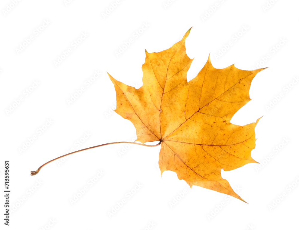 Autumn season. One maple leaf isolated on white Autumn season. One maple leaf isolated on white