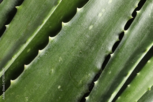 Green aloe vera leaves as background, top view