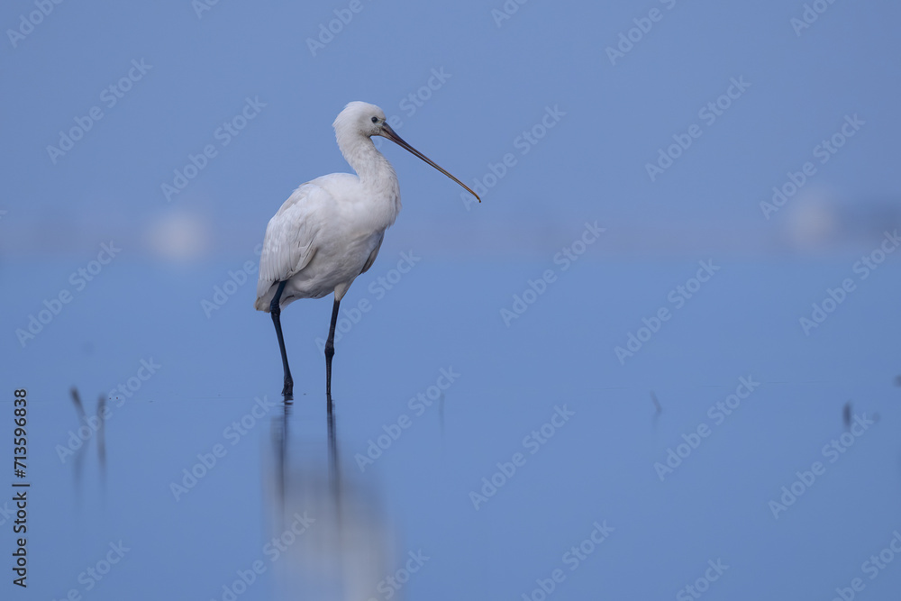 Eurasian Spoonbill (Platalea leucorodia Eurasian Spoonbill (Platalea leucorodia