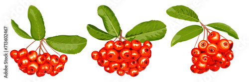 Set of three clusters of pyracantha bush on a white background 