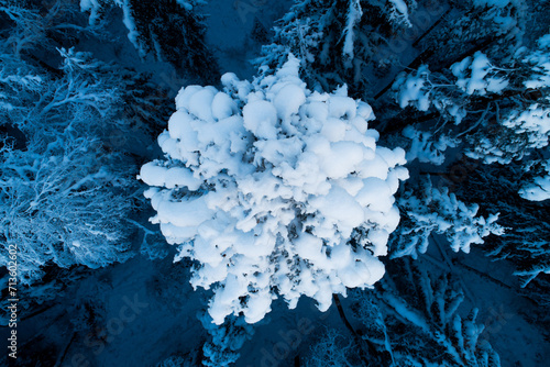 An aerial of a snow-covered Spruce tree on a winter day in Estonia, Northern Europe