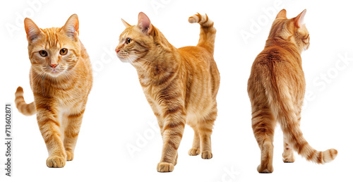 Cute orange cat collage with front, side and back view over isolated transparent background photo