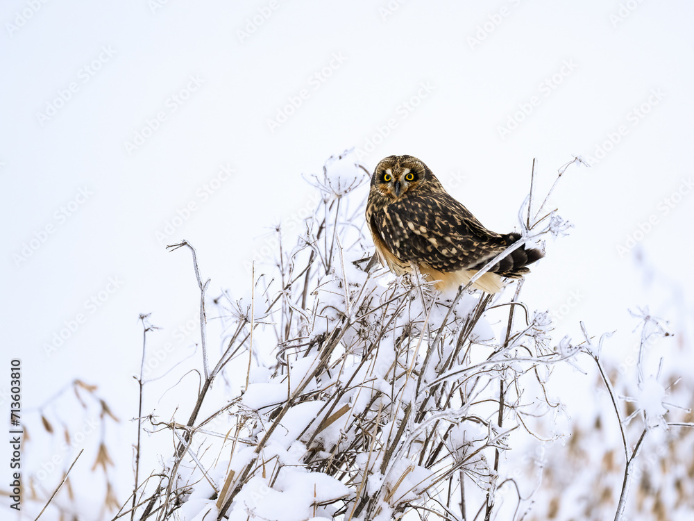 Short-eared Owl on frozen plants in Winter Short-eared Owl on frozen plants in Winter